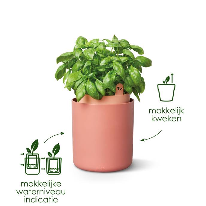 bouncy basil blad groen